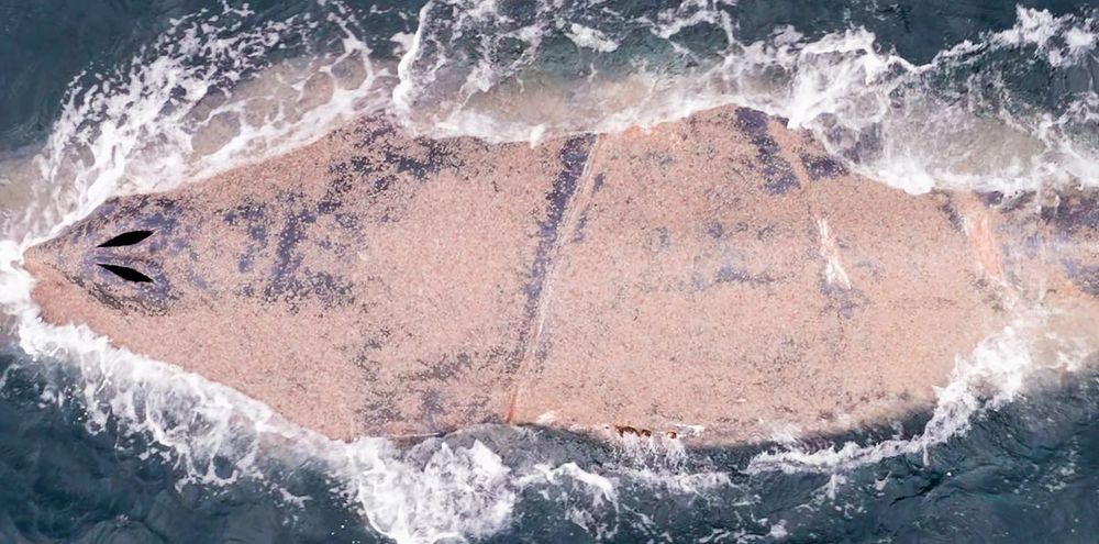 Freed whale sickens, as entanglement takes a toll post image