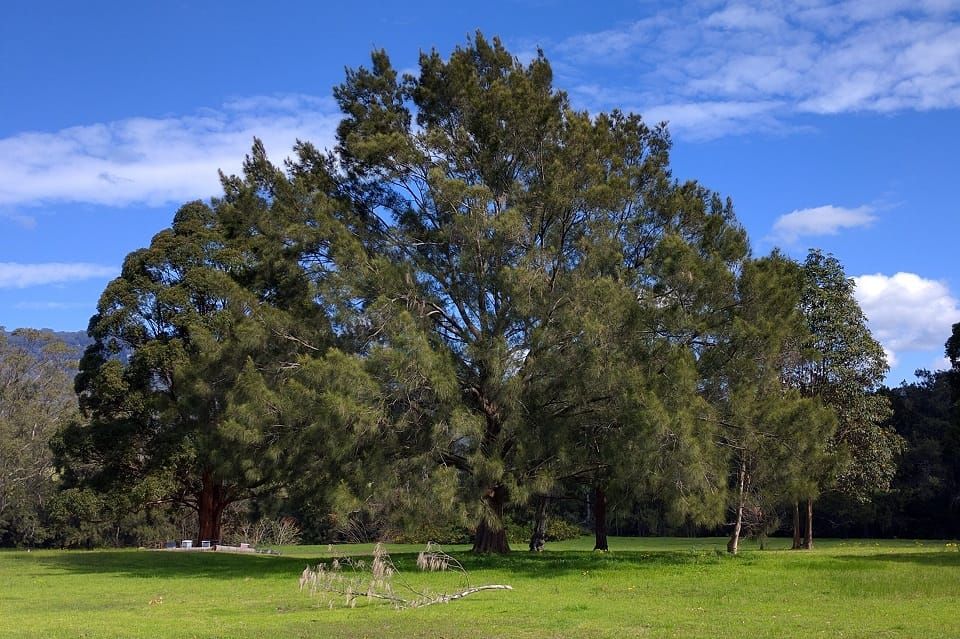 Good plants for creeks post image