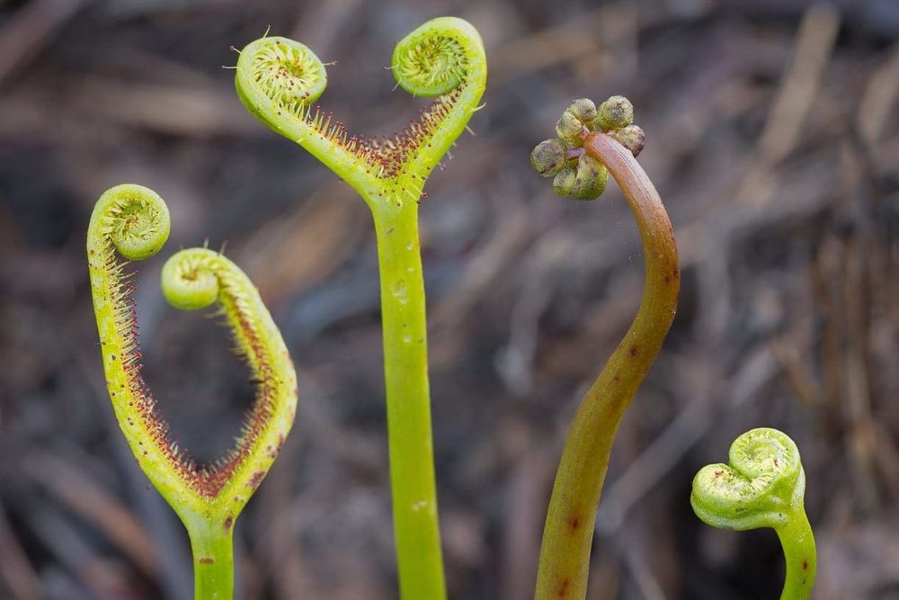 Above us, swamps post image