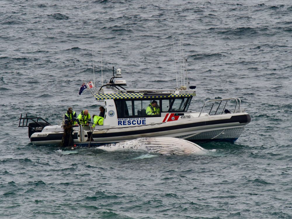 Beaches close and debate reignites after whale entangled in shark nets dies off Coledale post image