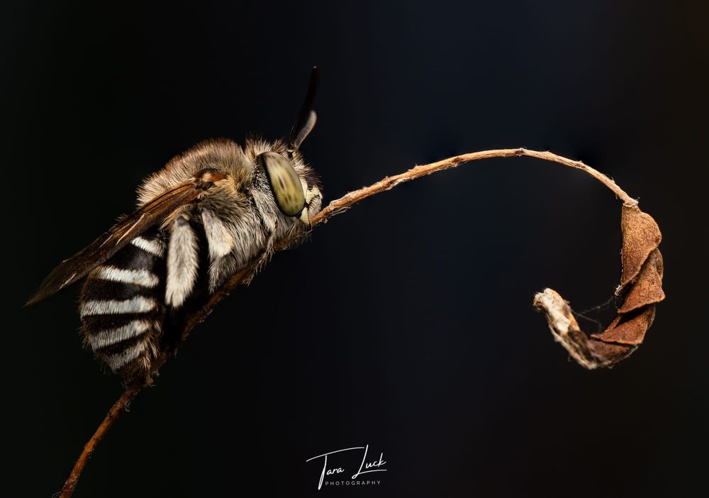 Zoom in on Tara Luck's photography post image