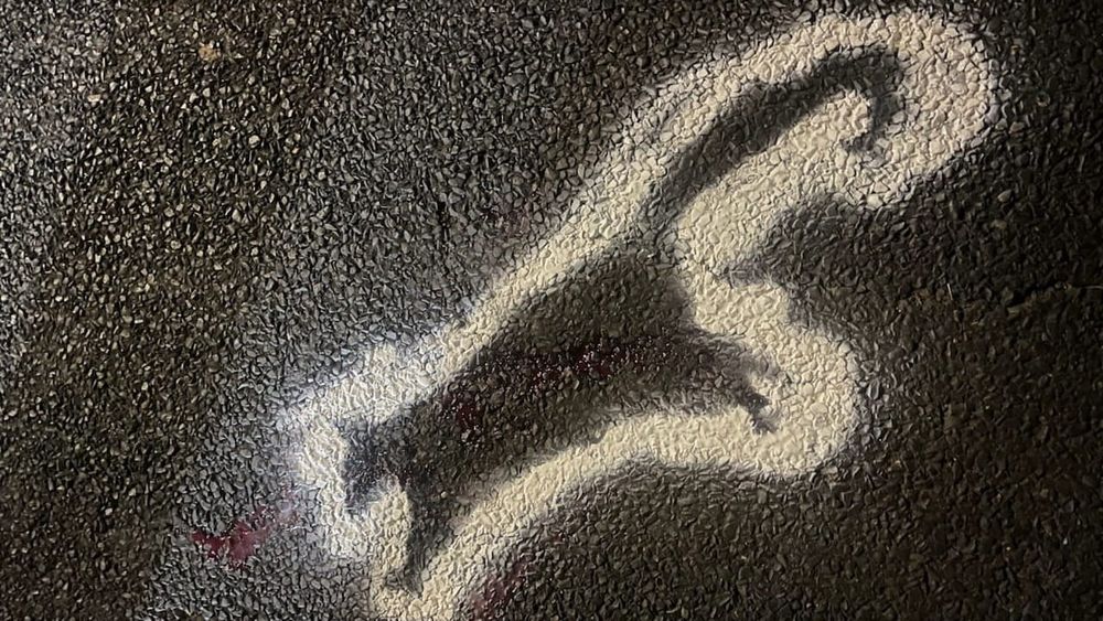 WIRES calls for study as wildlife toll rises on escarpment backroads post image