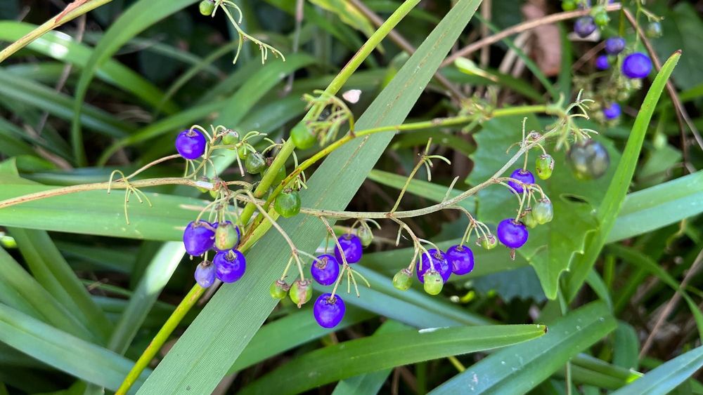 The Return of Berry Picking in Jujinbellily post image