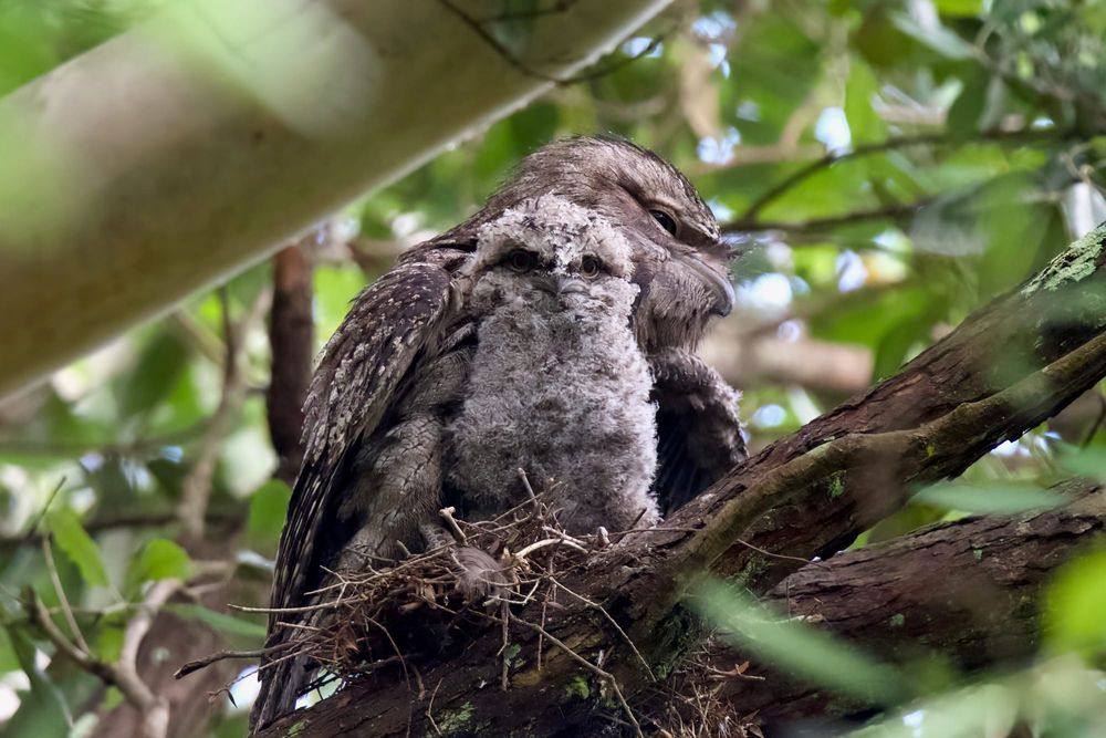 It's official, the Tawny Frogmouth is Australia's favourite bird post image