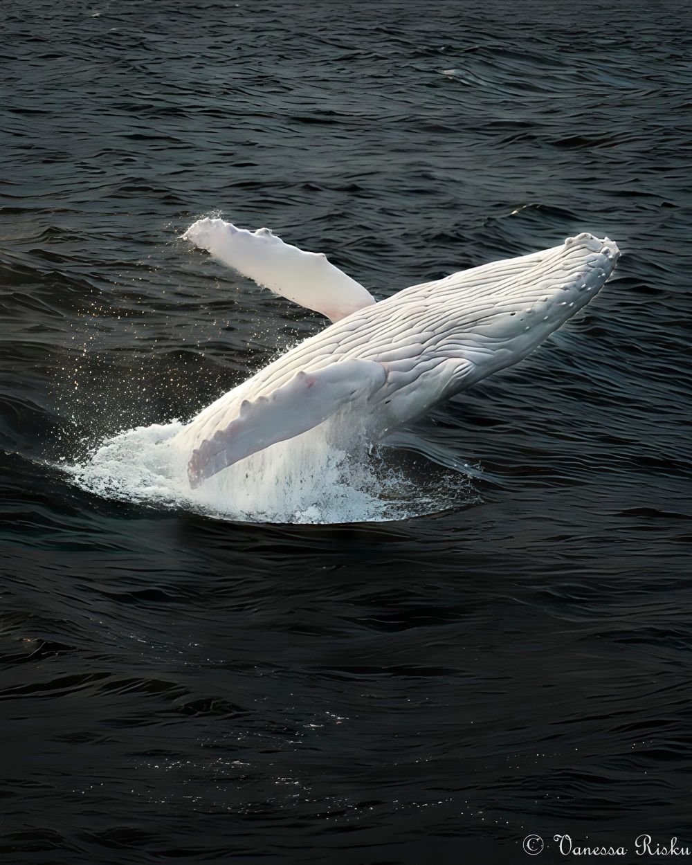 A rare white whale has ended a controversial season with a spark of hope post image
