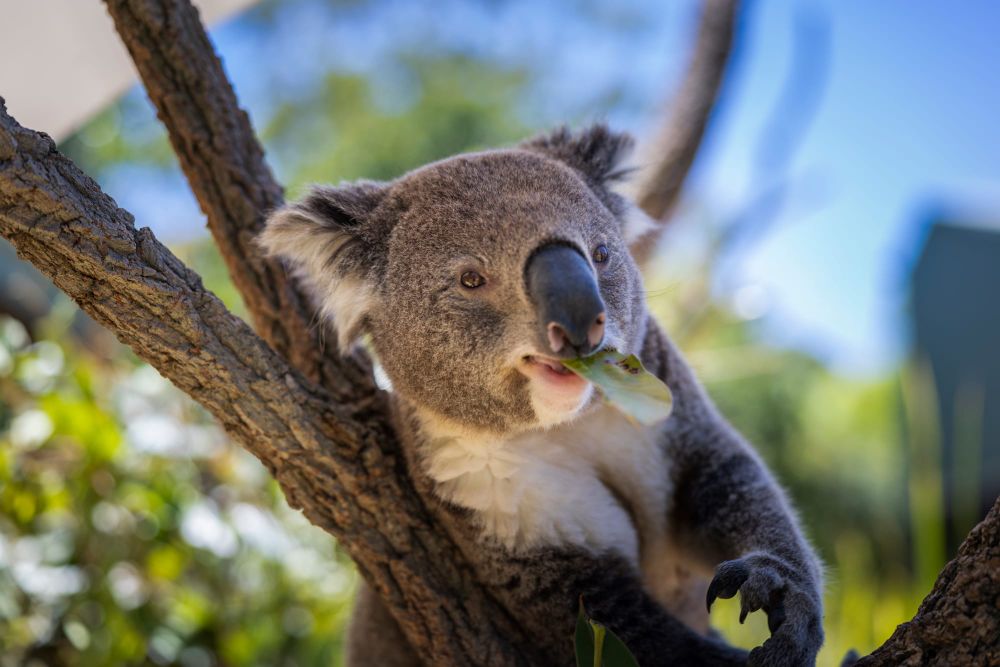 Drones up accuracy, as NSW reveals new koala numbers post image