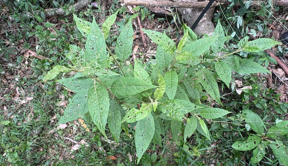 When is a bug a feature? post image