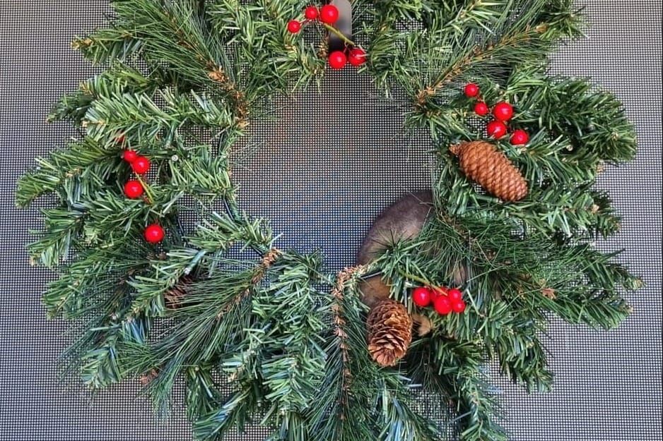 WIRES issues native wildlife alert ahead of NYE fireworks post image