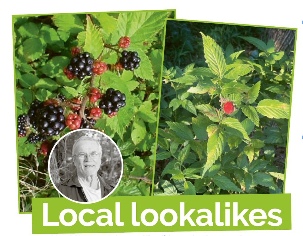 Local Lookalikes: Blackberry and native raspberry post image