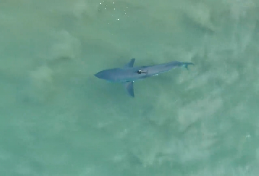 If a shark station pings, does it close the beach? post image