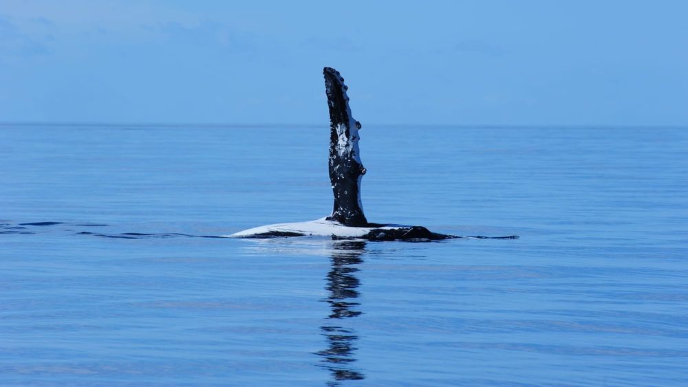 Signs from the sea: Why studying whales matters in the Anthropocene post image