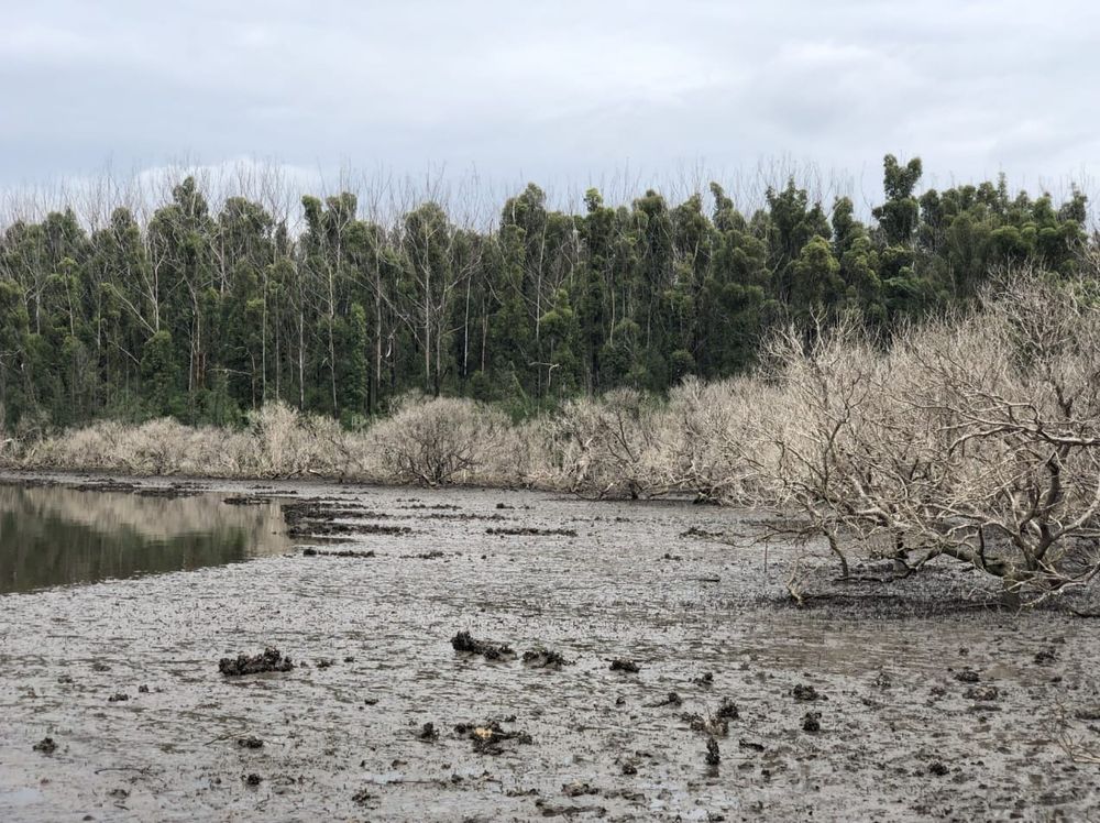 Smoke on the water: When bushfires strike vulnerable wetlands post image