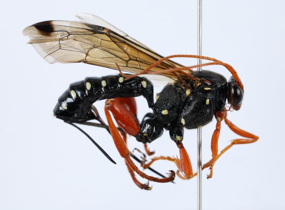 Beetling About with parasitic wasps post image