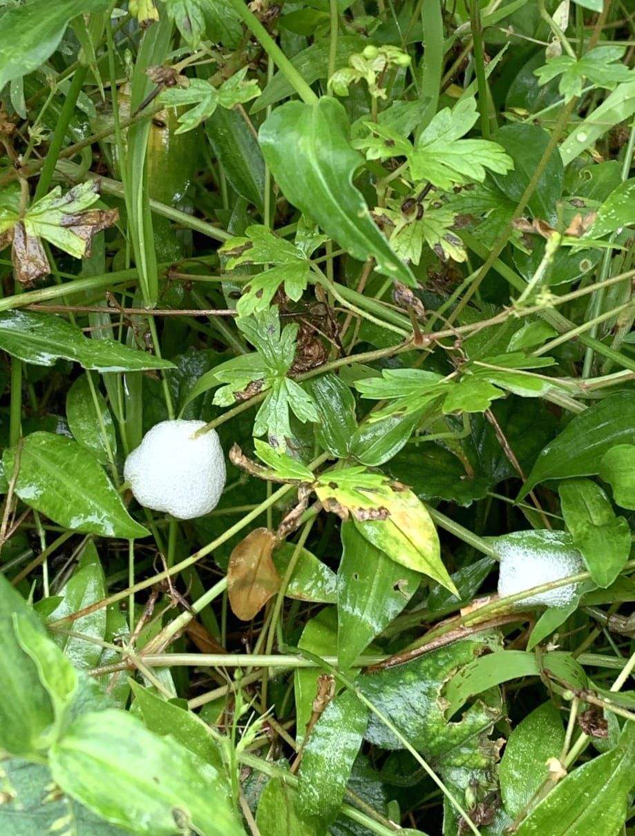 Beetling About with cuckoo-spit post image