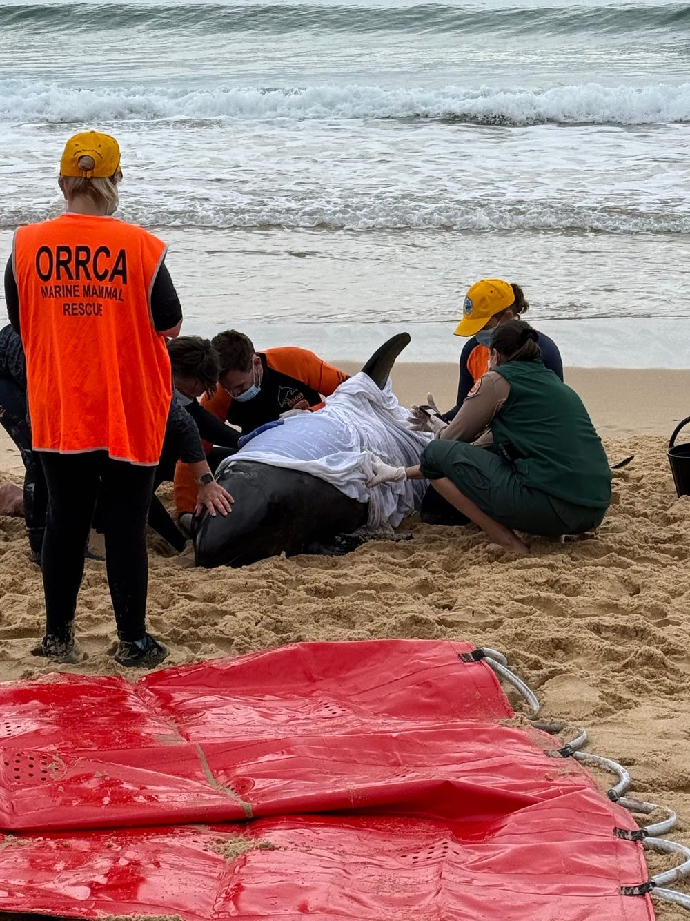 Pushing whales or dolphins back into ocean can harm rather than heal post image