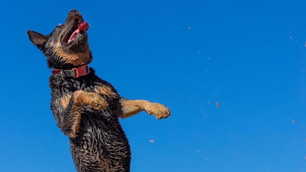Call the Pup-arazzi post image