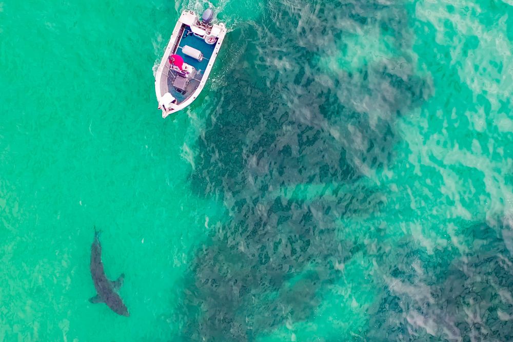 Dr Rip's Science of the Surf: Drones and Sharks post image