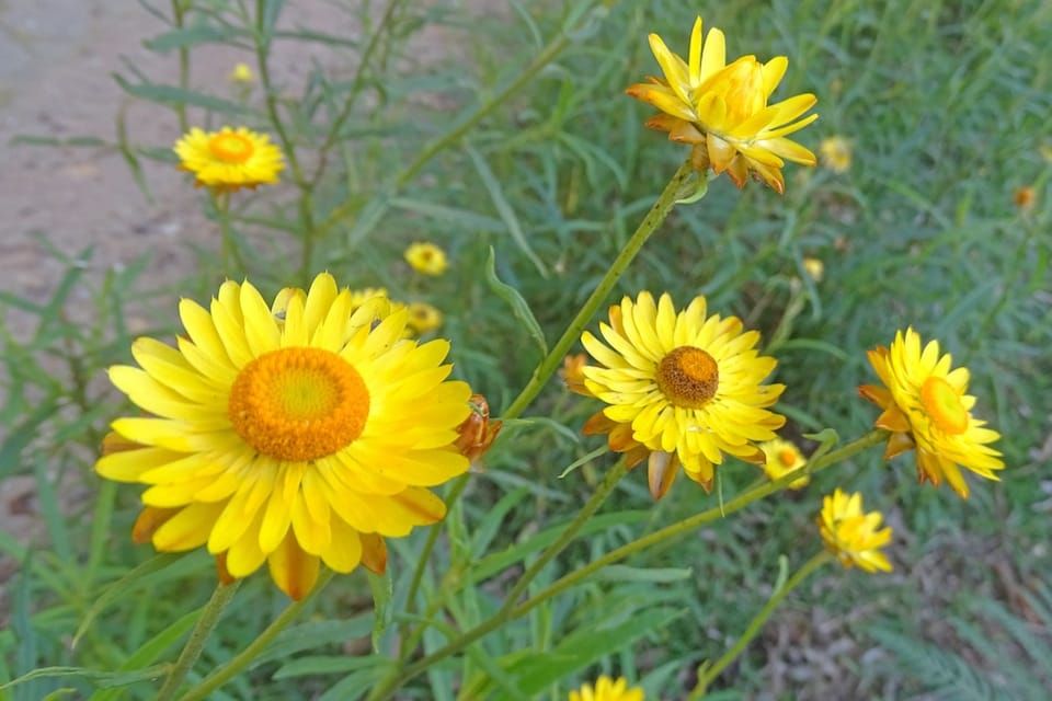 Everlasting daisies colouring up the woodlands post image