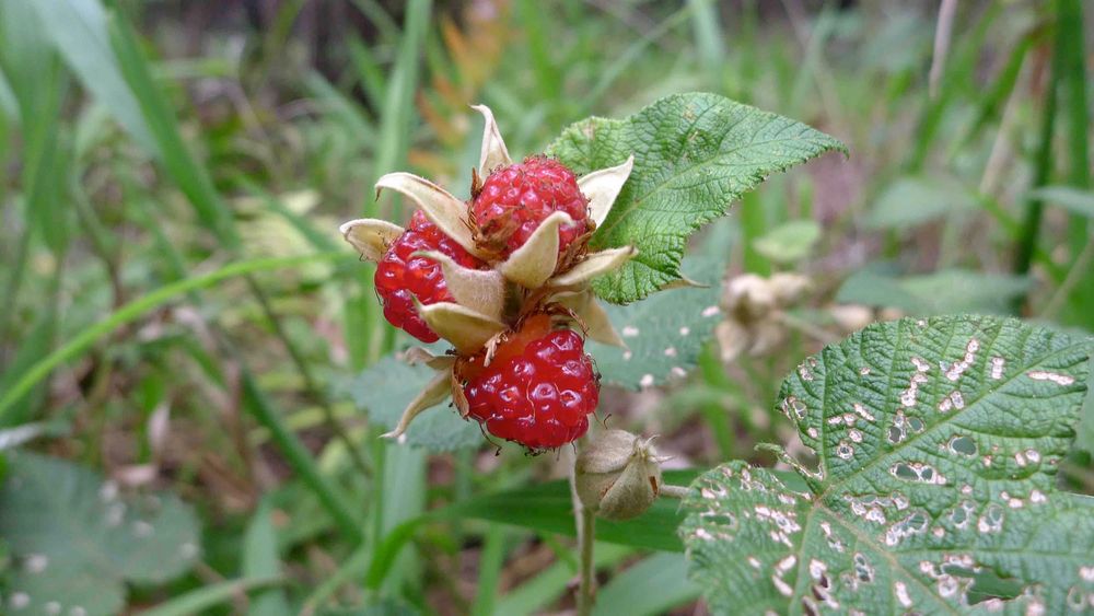 Plant a prickly hideaway for small birds post image