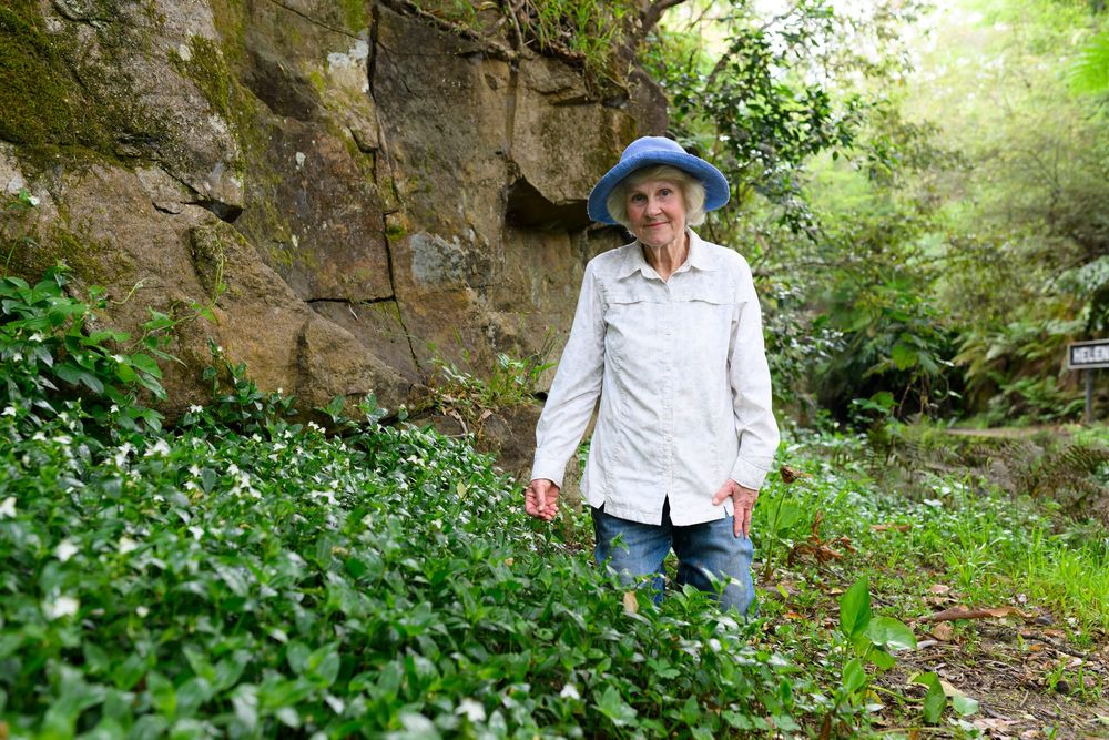 Plea for volunteers to help care for glowworm tunnel and creek post image