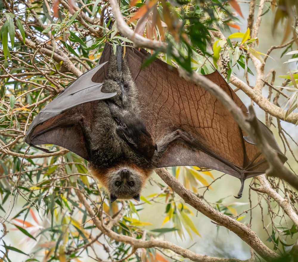Going in to bat for some key pollinators post image