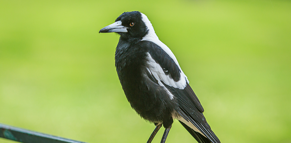 Stay alert! Magpie swooping season is here post image