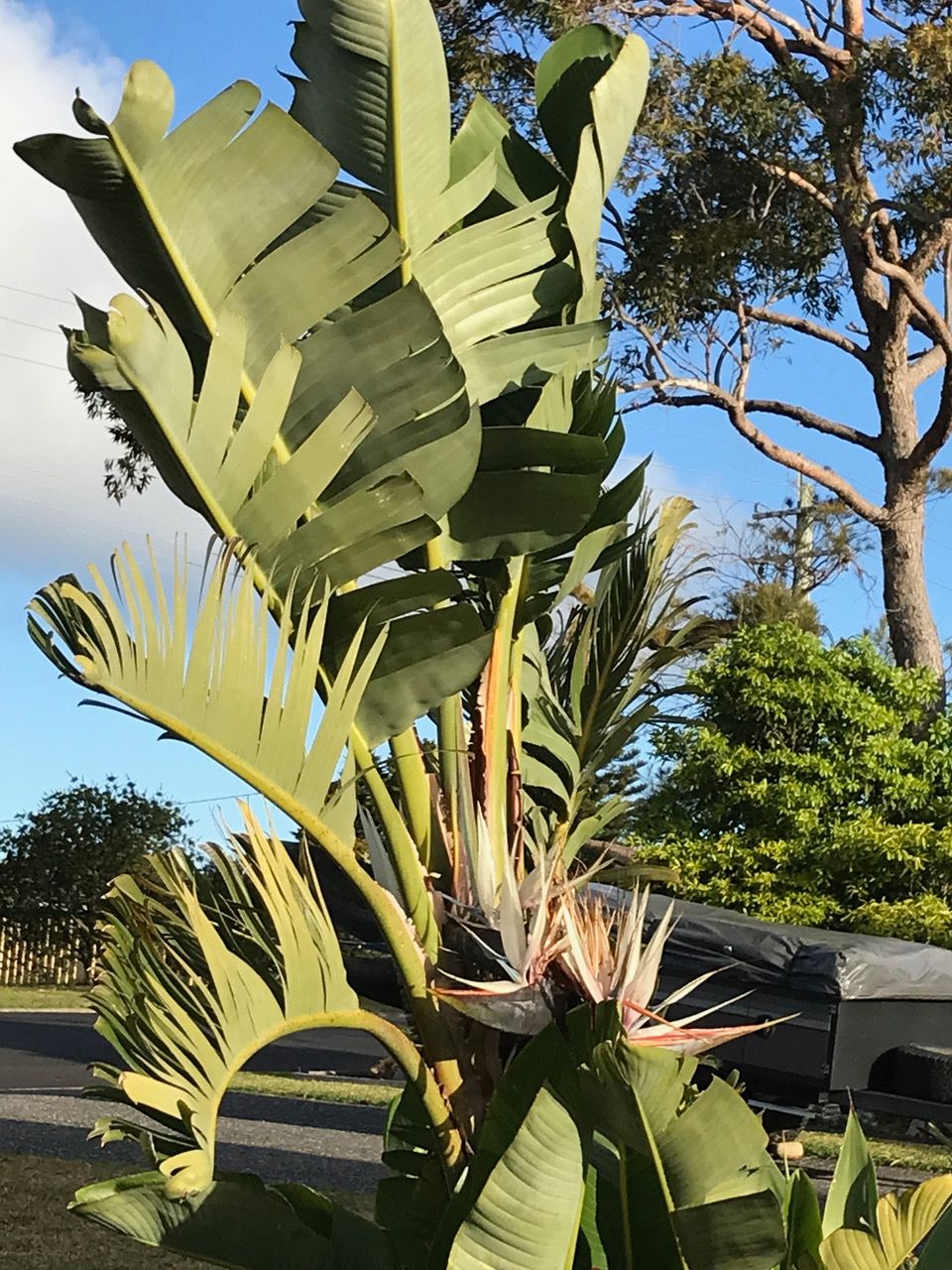 Watch out for Giant Bird of Paradise post image