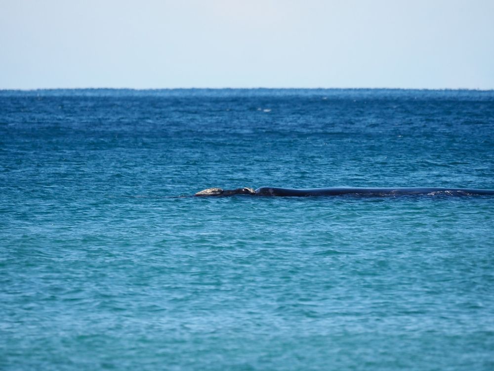 Backyard Zoology: Southern Right Whales post image
