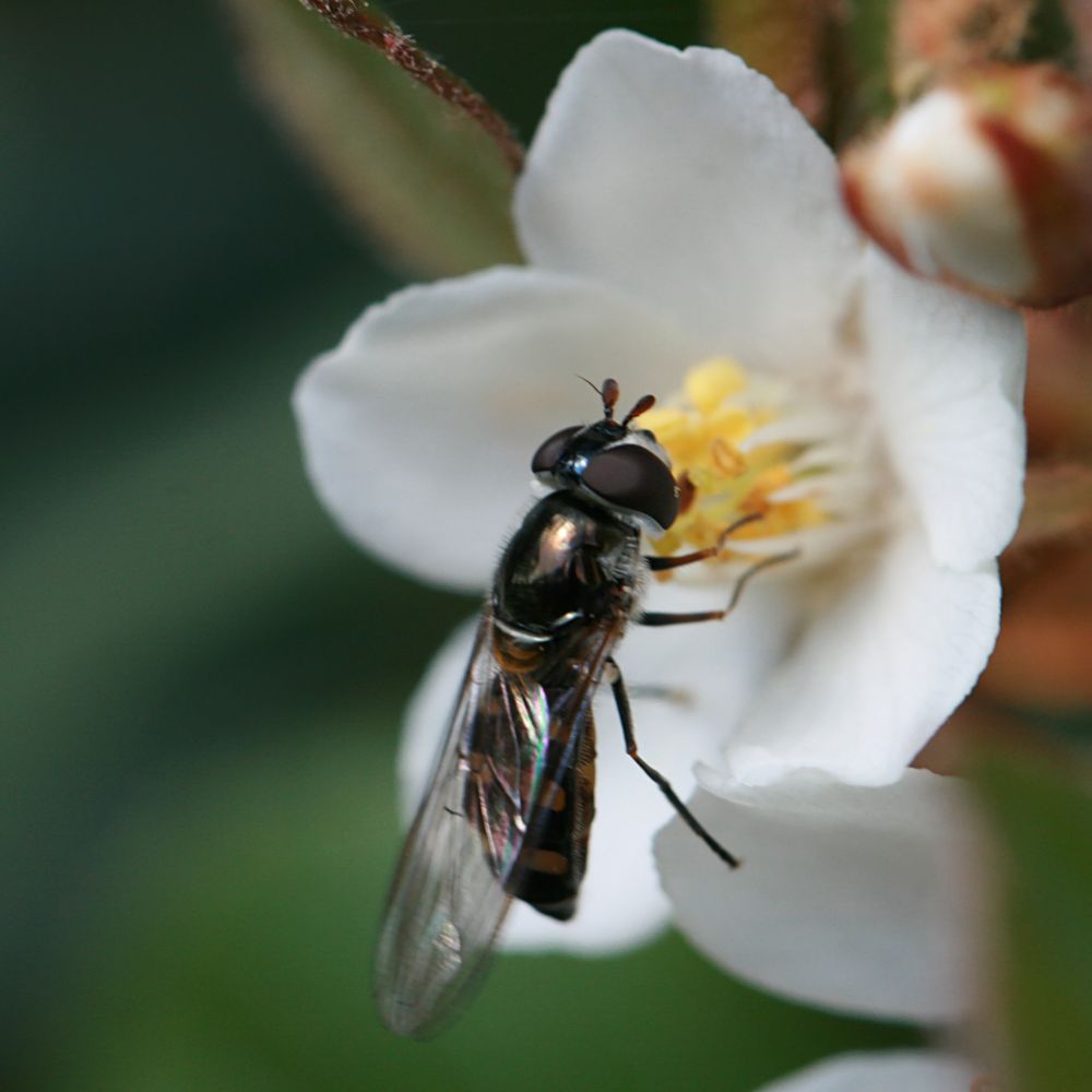 Hello Hoverflies: The pollinators 'infinitely more graceful' than bees post image
