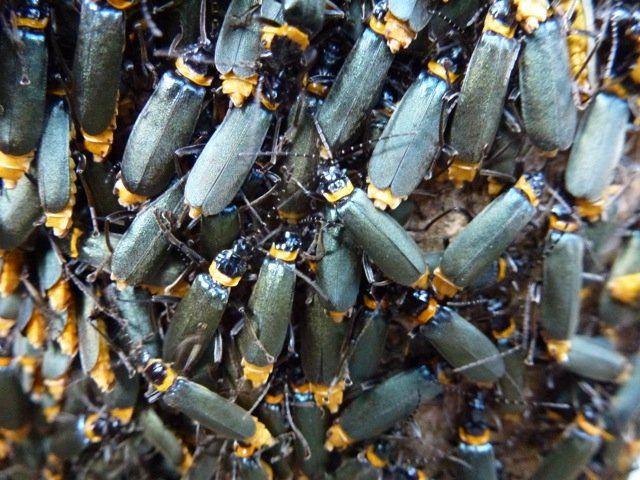 Beetling About: Why is a brightly coloured insect called a soldier? post image