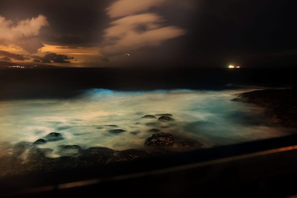 Nature Notes: sea sparkle, rainy day webcams and the Aussie Bird Count post image