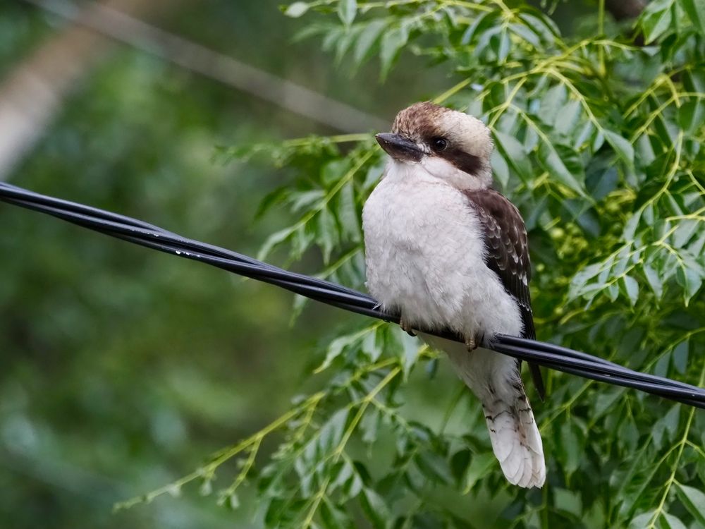 Kookabubbas abound post image