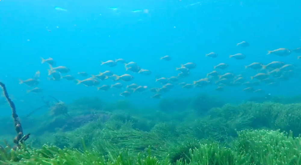 Hello Fish at Waniora Point post image