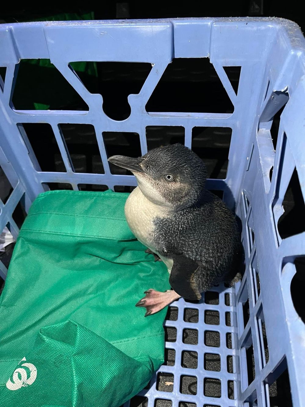 Lost penguin puzzles locals post image