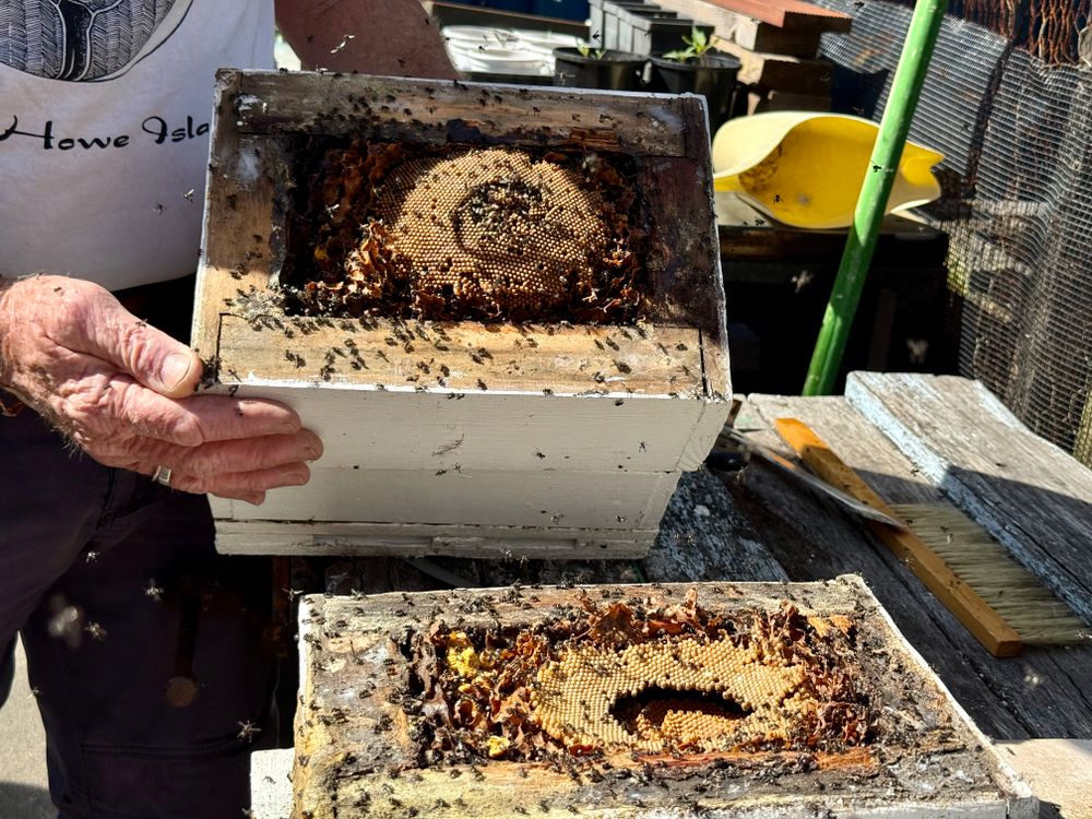 Stingless beekeeper gives hive splitting demo at Thirroul Men's Shed post image