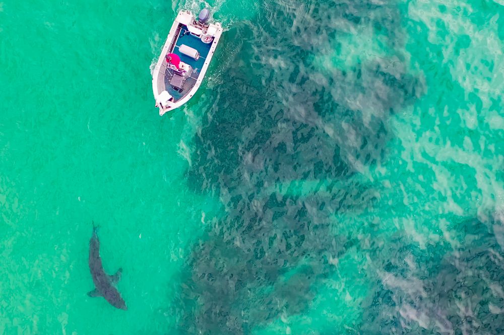 Why studying humans may be truly shark smart post image