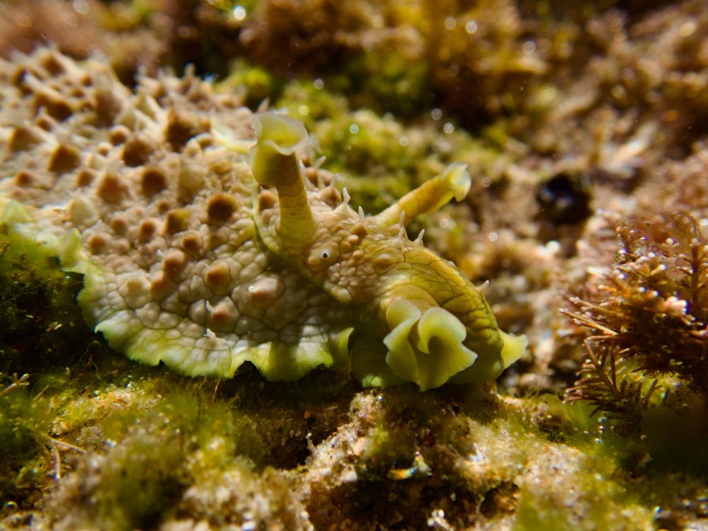 Rockpool finds: sea hare with a Shrek vibe post image