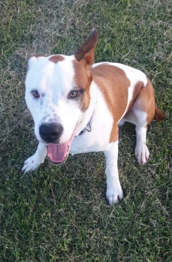 Finn needs a home post image