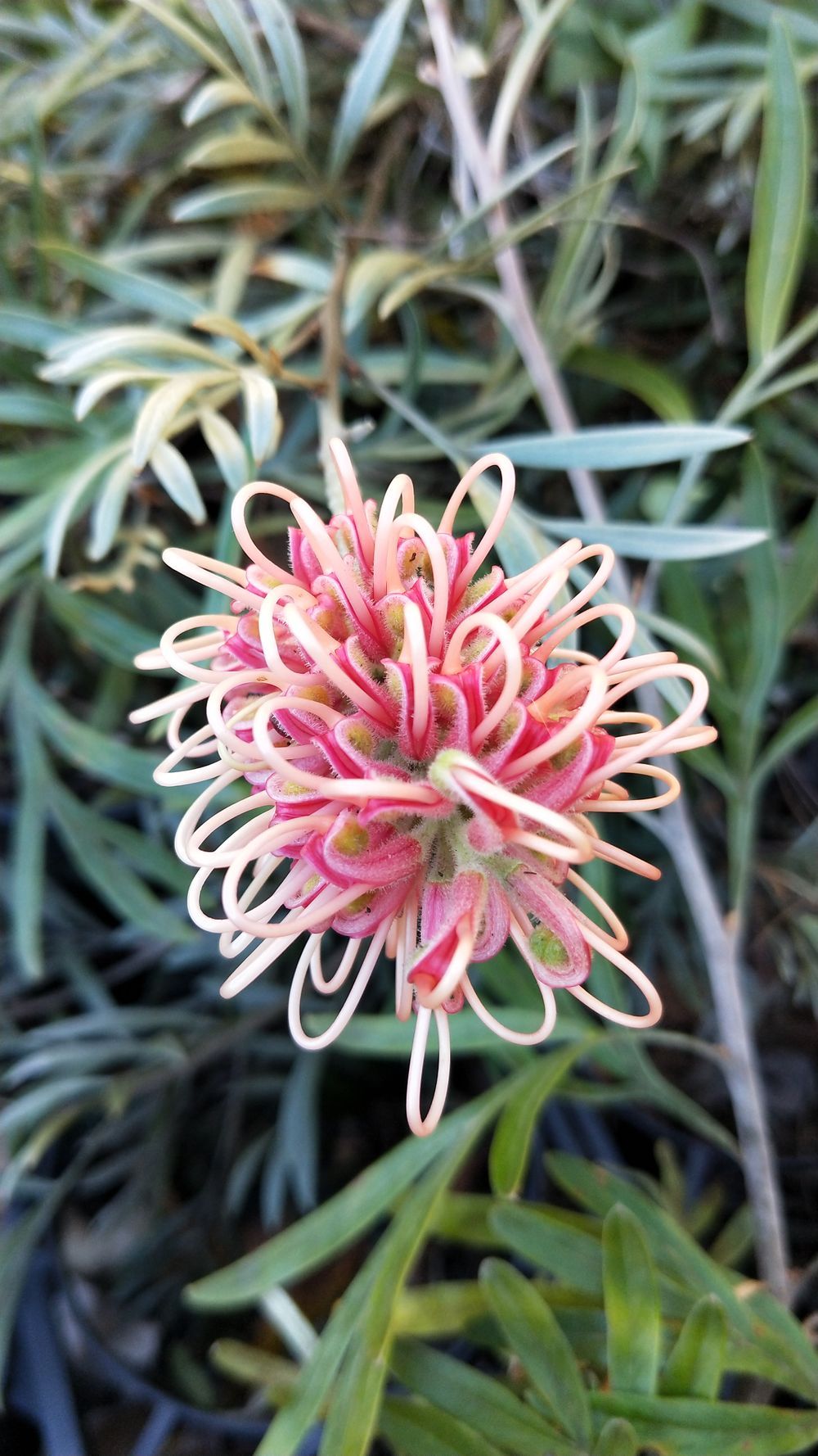 Grevilleas defy the odds post image