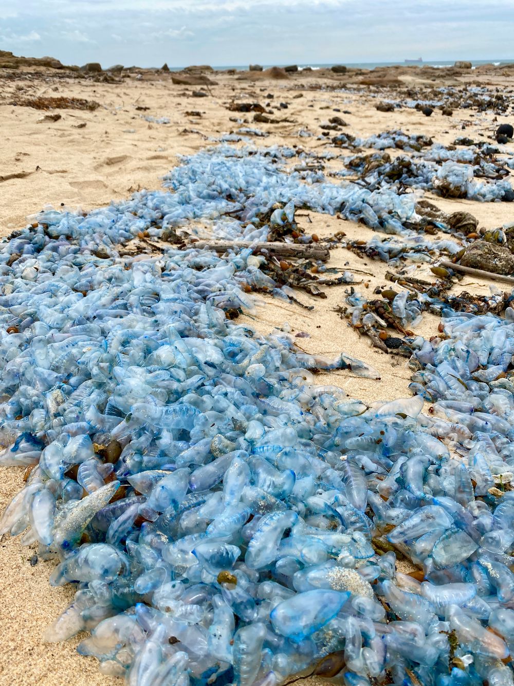 The Blue Fleet comes to town post image