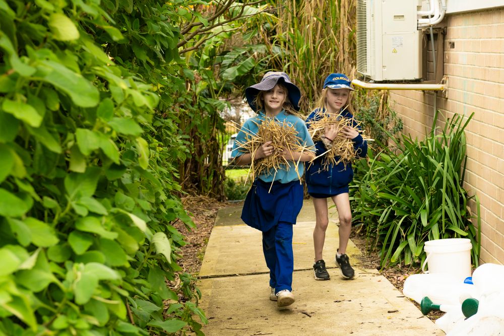 Coledale Public School's Swiss Chard Mini Quiches post image