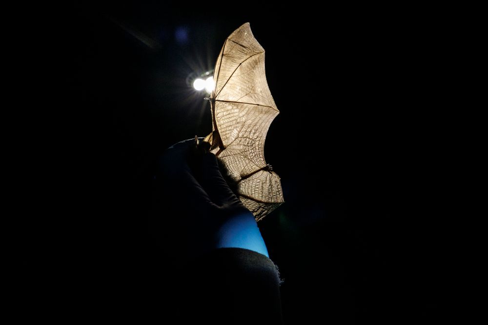 Bothered by mozzies? Here's 1000 reasons a night to love microbats post image