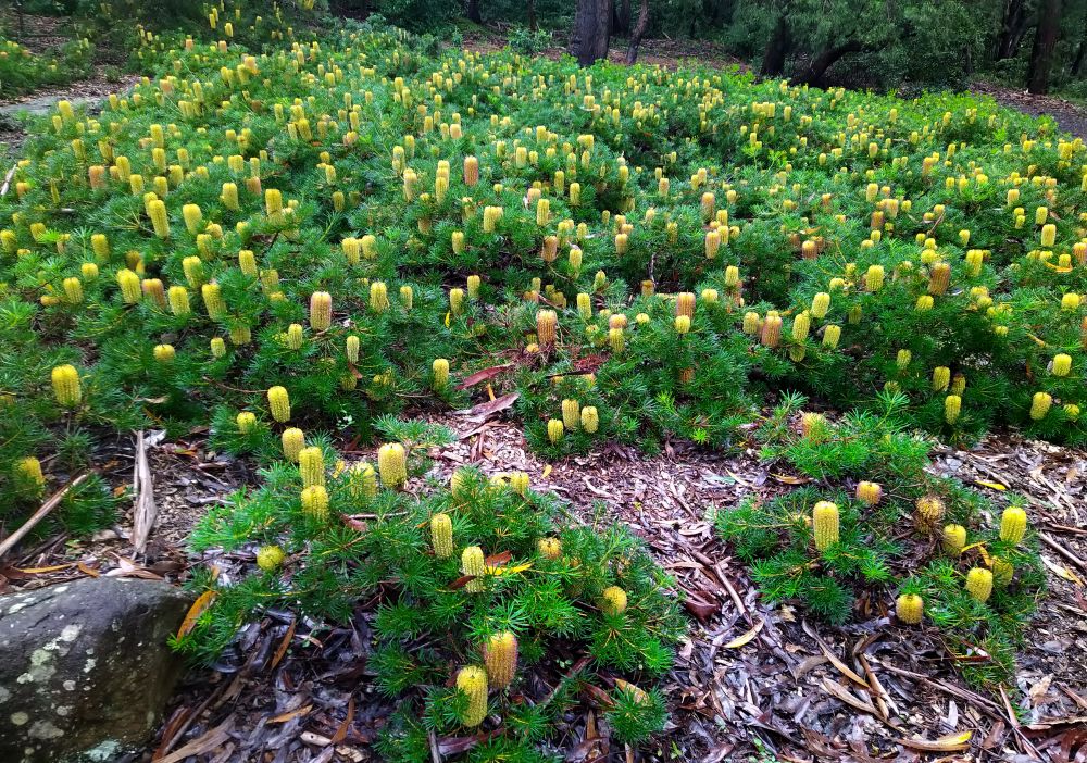 Banksia time at Grevillea Park post image
