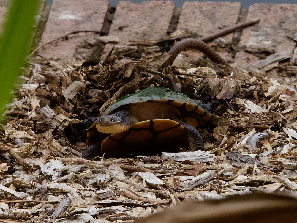 A turtle-y awesome find at Wollongong Botanic Garden post image