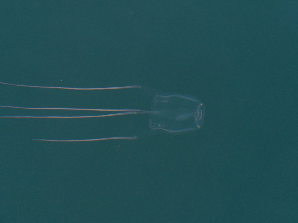 Box Jellyfish found in Wollongong, but it's not what you think post image