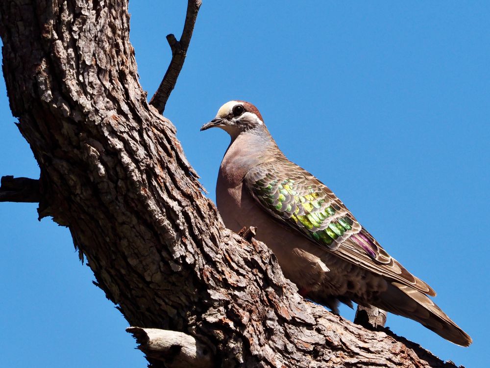 Joy to the watcher post image