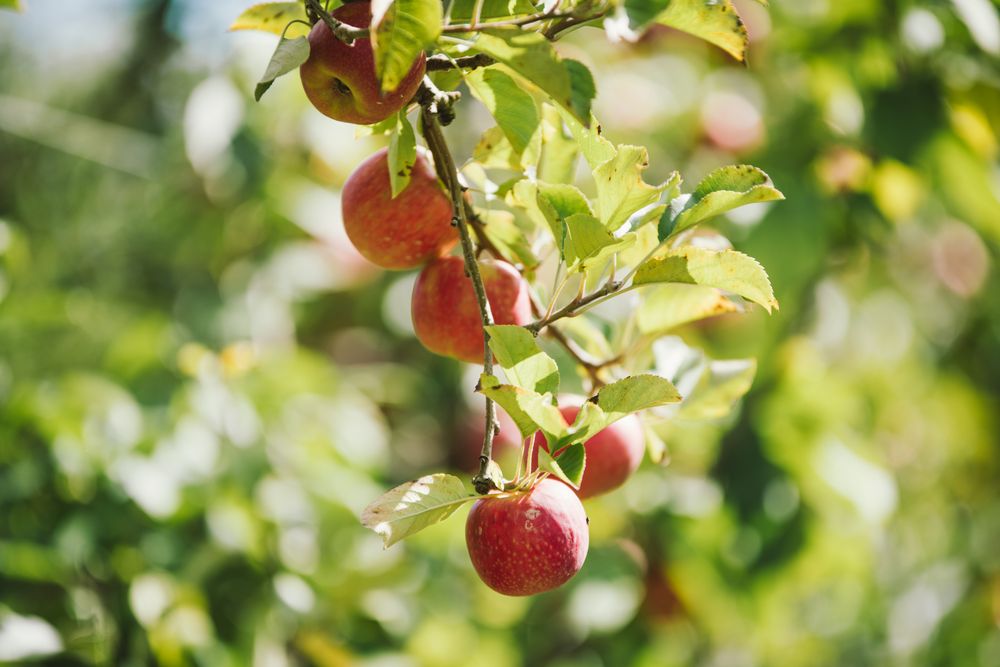 It's Apple Time in the Orchard! post image