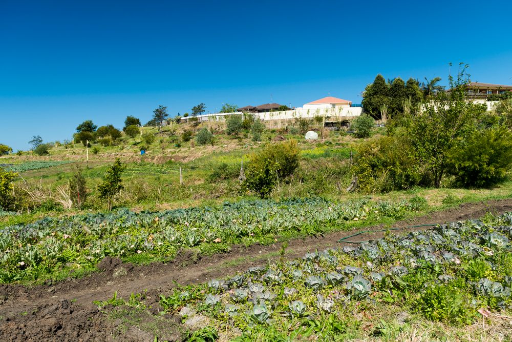 'The Illawarra is a hot bed of permies' post image
