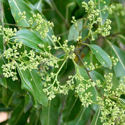 Tree of the month: Murrogun post image