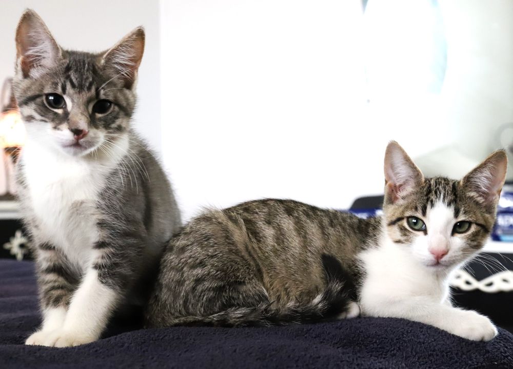 Wanted: loving homes for kittens post image